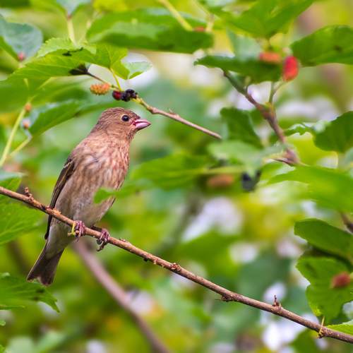 Common Rosefinch Bird.