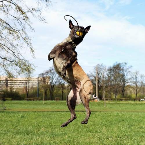 Photo #13519198