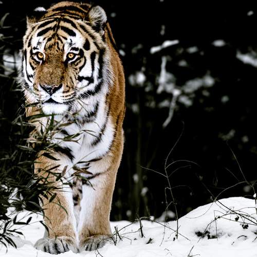 Photo #13519761
