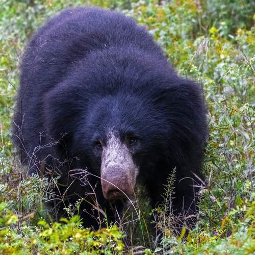 Photo #13520268