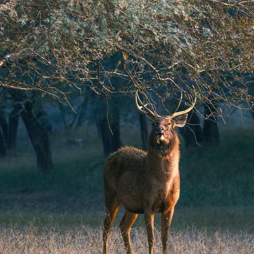 Photo #13520388