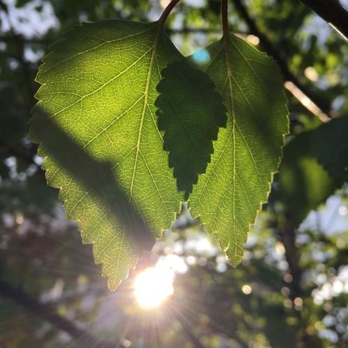 Photo #13520611