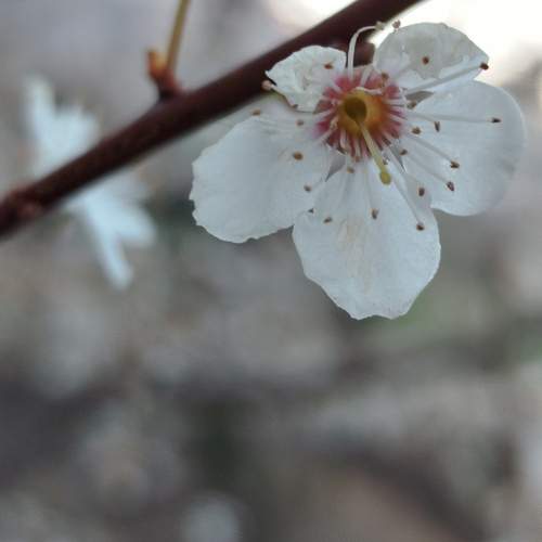 Delicate White Spring Blossom in Macro Focus