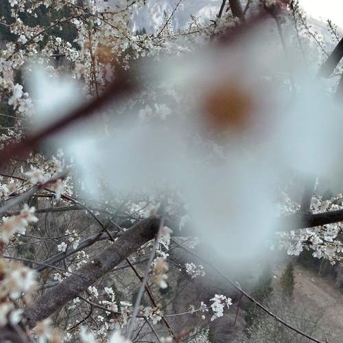 Ethereal Spring Blossoms Overlooking the Trabzon Valley