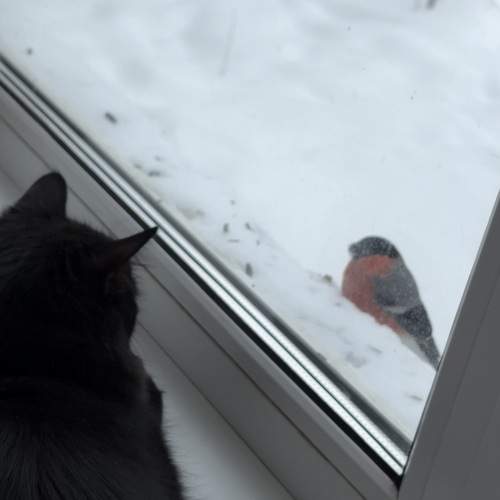 Photo #13522458