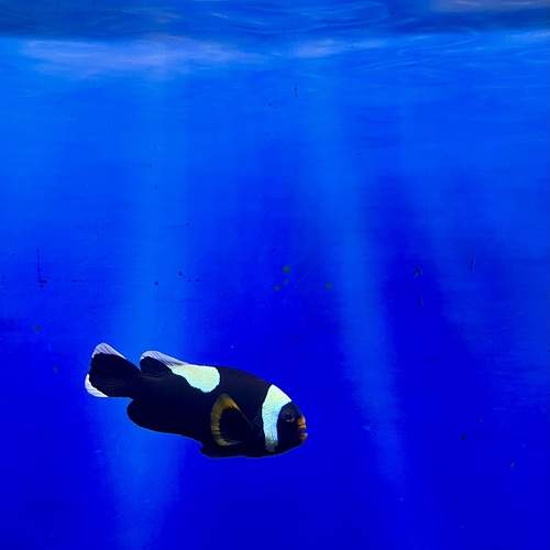 Photo #13522710