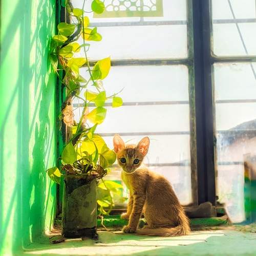 Photo #13523409