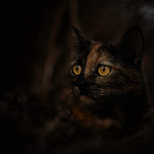 Stesha -The Night Watcher.