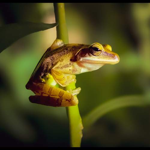 Guardian of the Green Silence