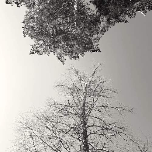 Photo #13523775