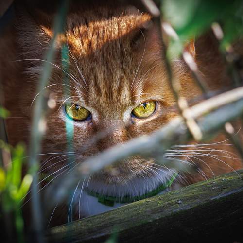 Photo #13523986
