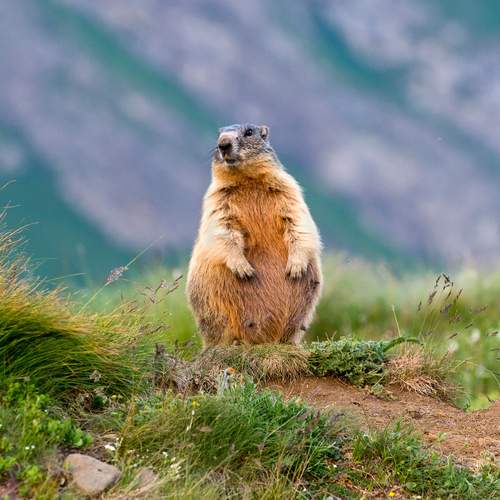 Pregnant marmot