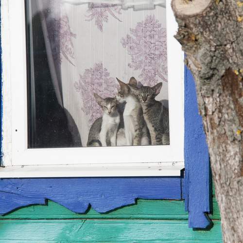 Photo #13524321