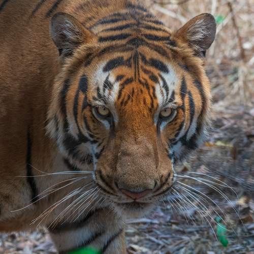 Royal Bengal
