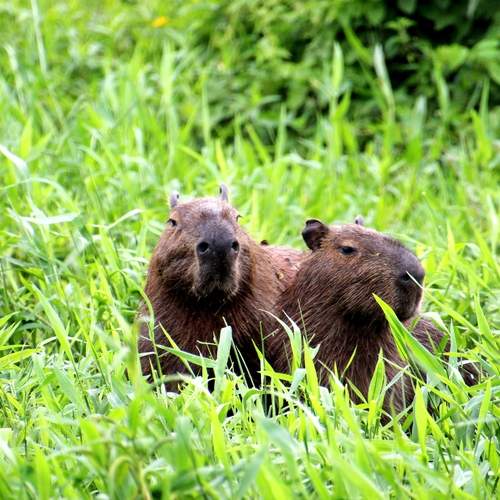 Photo #13525460