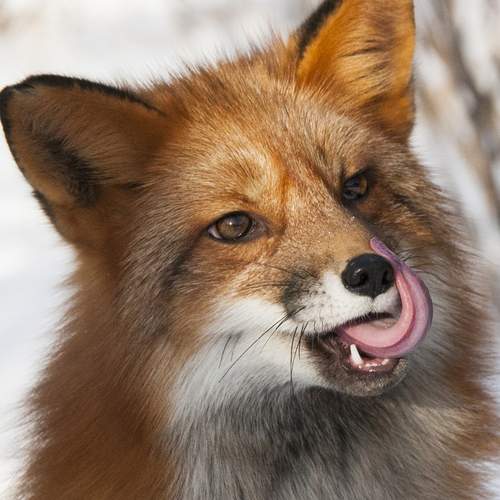 Photo #13525469