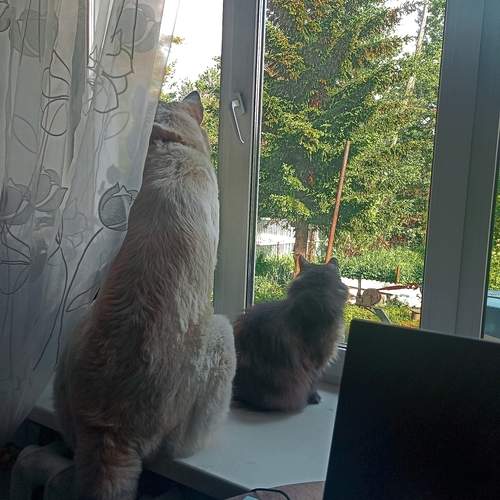 Photo #13525622