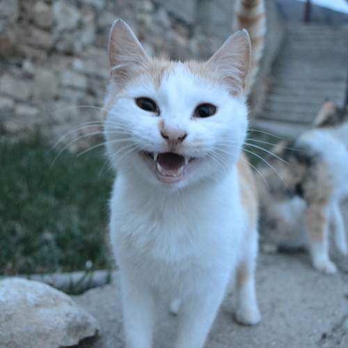 Photo #13525827