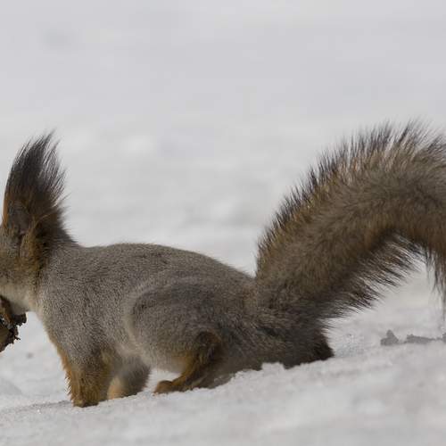 Photo #13526099