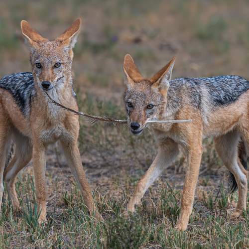 Photo #13526269