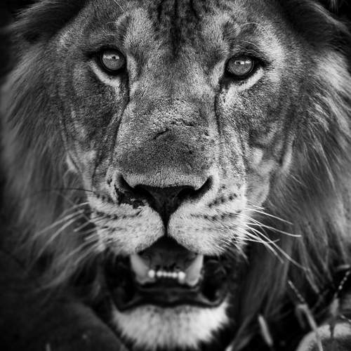 Photo #13526379