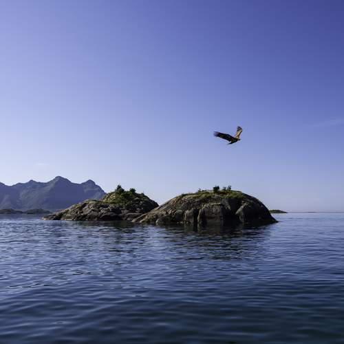 Eagle Island in Lofoten