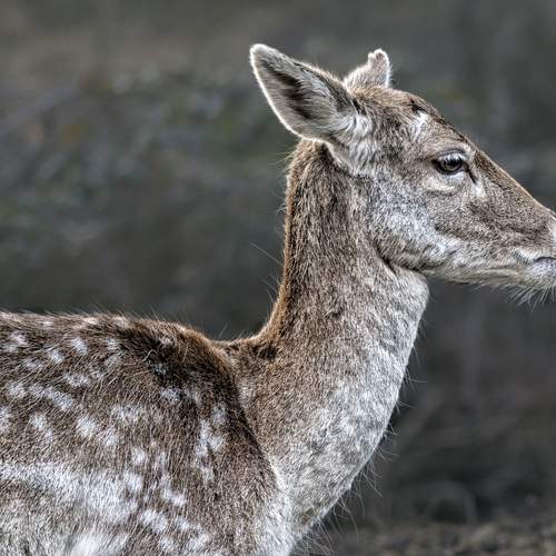 Portrait of a deer