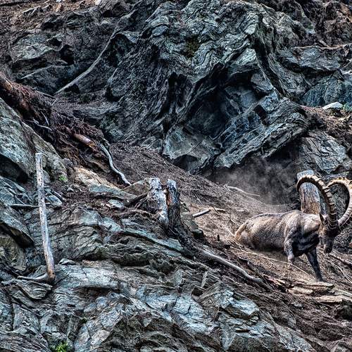 The fury of the male ibex