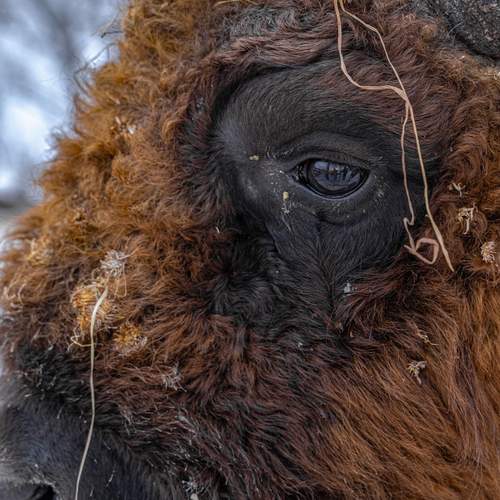 Photo #13527428