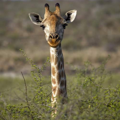 Photo #13527946