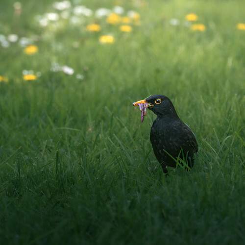 Photo #13528096
