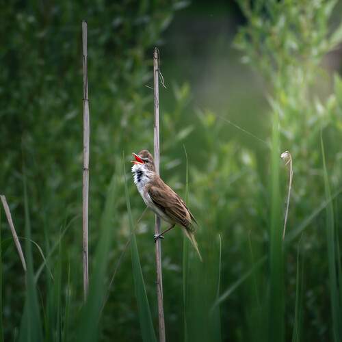 Photo #13528097