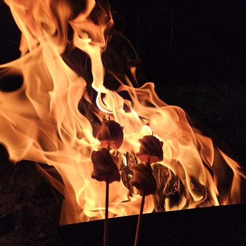 Photo #13528245