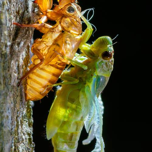 Cicada