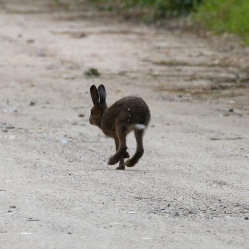 Photo #13529073