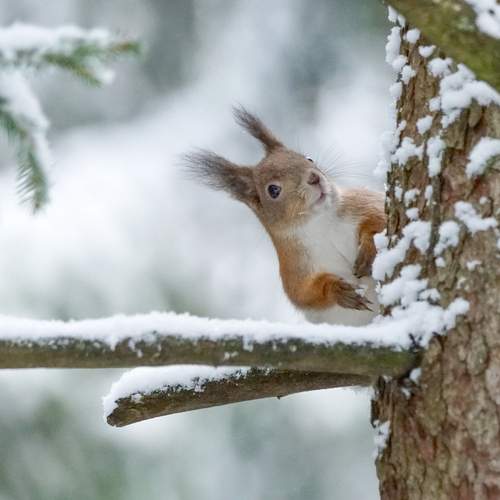 Photo #13529075