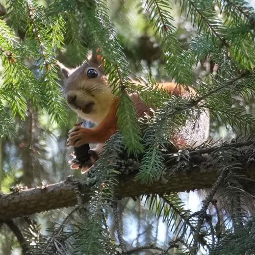 Photo #13529097
