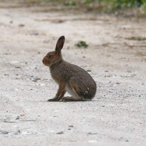 Photo #13529112