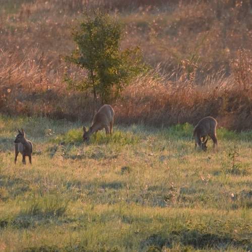 Photo #13529539