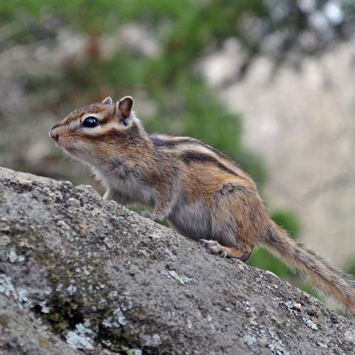 chipmunk