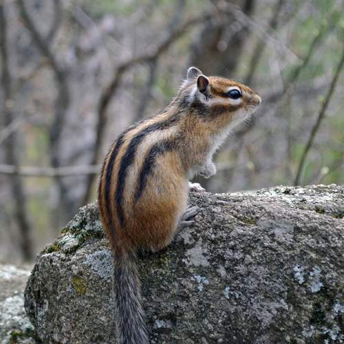 chipmunk