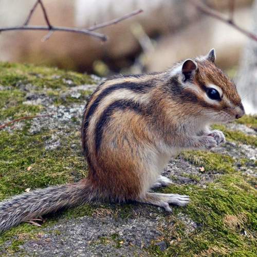 chipmunk