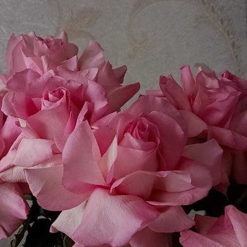 Photo #13530209