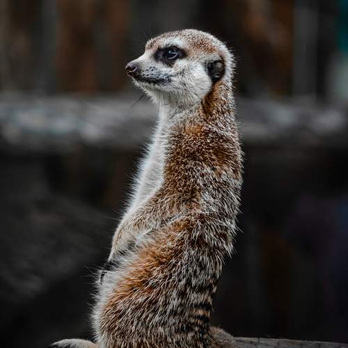 Photo #13530284