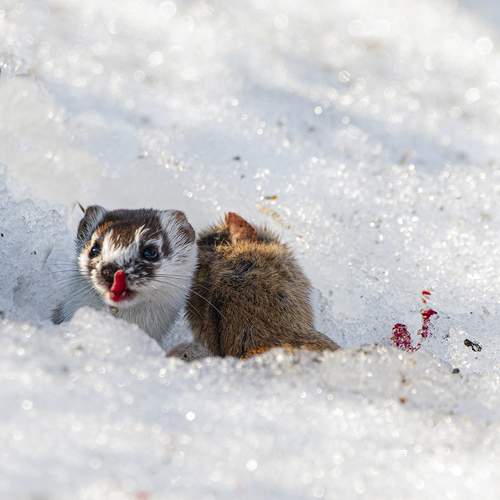 Photo #13530440