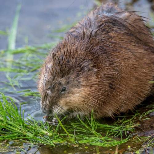 Photo #13530534