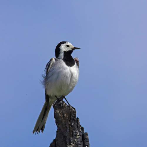 Photo #13530566