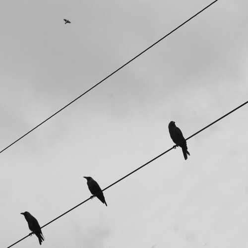 Photo #13530924