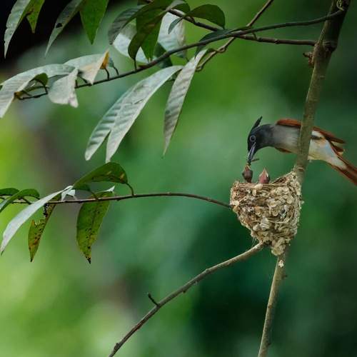 Photo #13531046