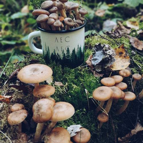 Photo #13531650